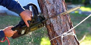 Best Commercial Tree Services  in Malvern, AR