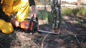 Best Arborist Consultation Services  in Malvern, AR