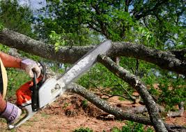 Best Tree Cabling and Bracing  in Malvern, AR