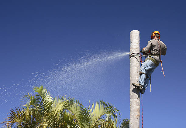 Best Palm Tree Trimming  in Malvern, AR