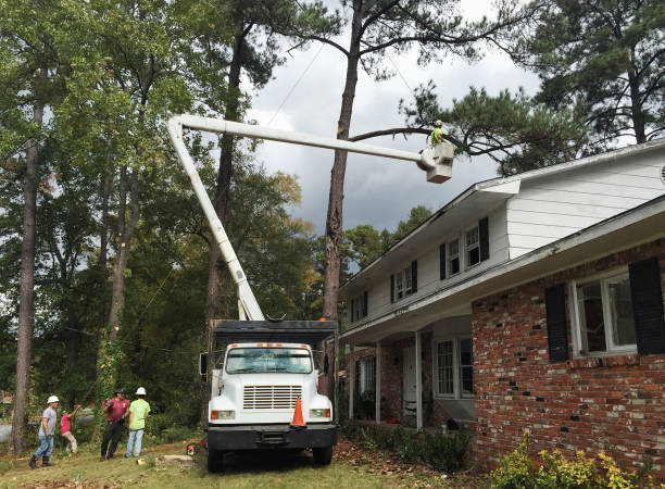 Leaf Removal in Malvern, AR