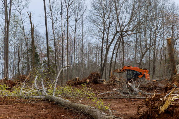 Best Storm Damage Tree Cleanup  in Malvern, AR