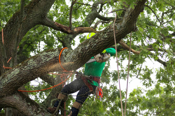 Best Tree Preservation Services  in Malvern, AR