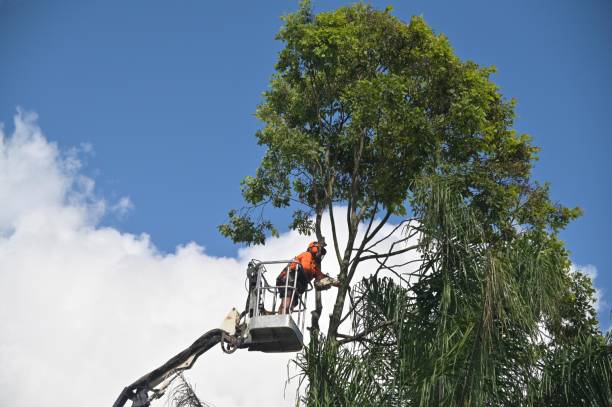 Best Utility Line Clearance  in Malvern, AR