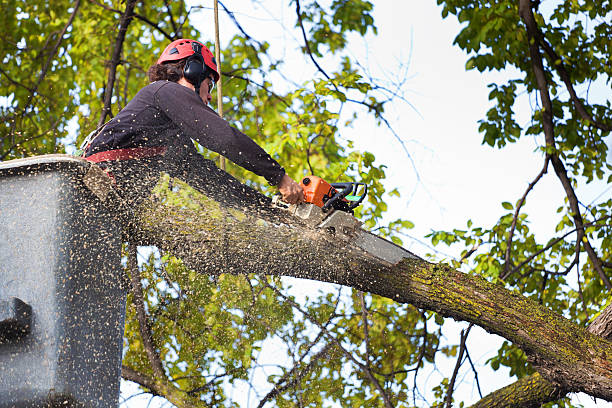  Malvern, AR Tree Services Pros