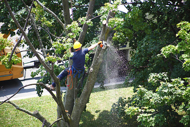 Malvern, AR Tree Services Company