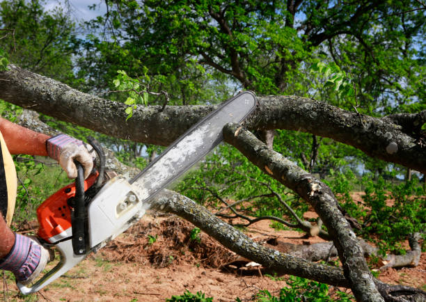 Best Tree Maintenance Programs  in Malvern, AR