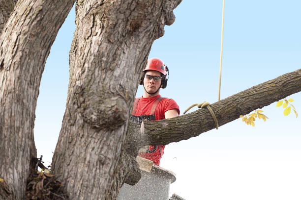 Best Hazardous Tree Removal  in Malvern, AR